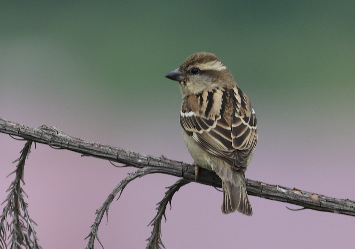 Russet Sparrow - Vijaya Lakshmi