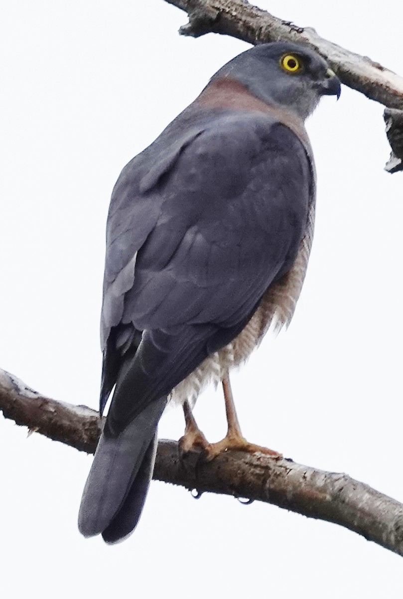 Brown Goshawk - Alan Coates