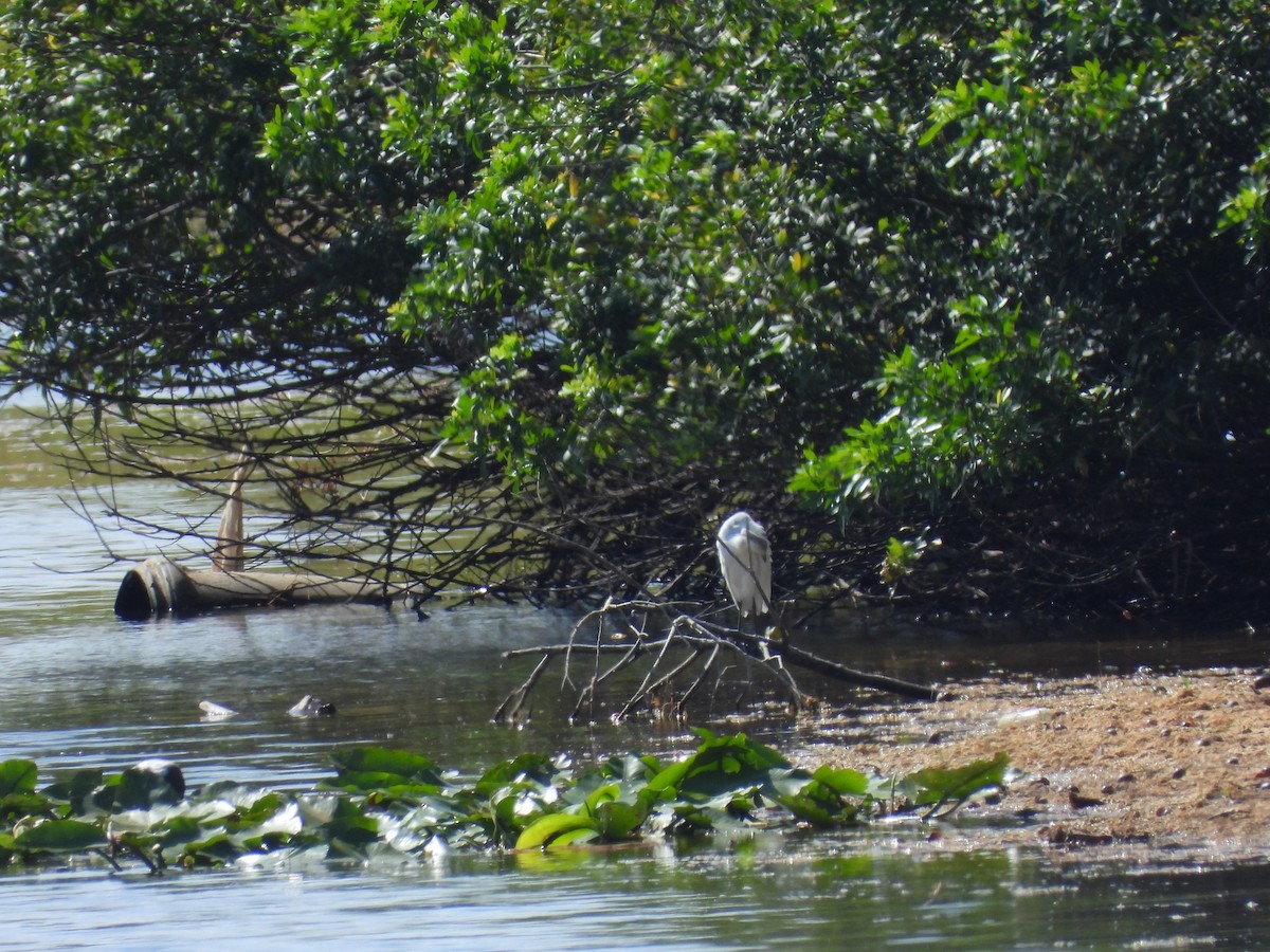 Reddish Egret - Michael W. Sack