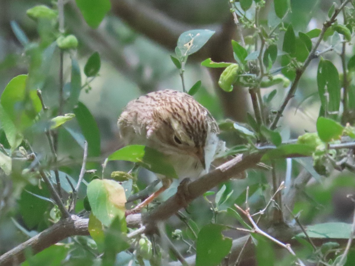 Brewer's Sparrow - ML619112345