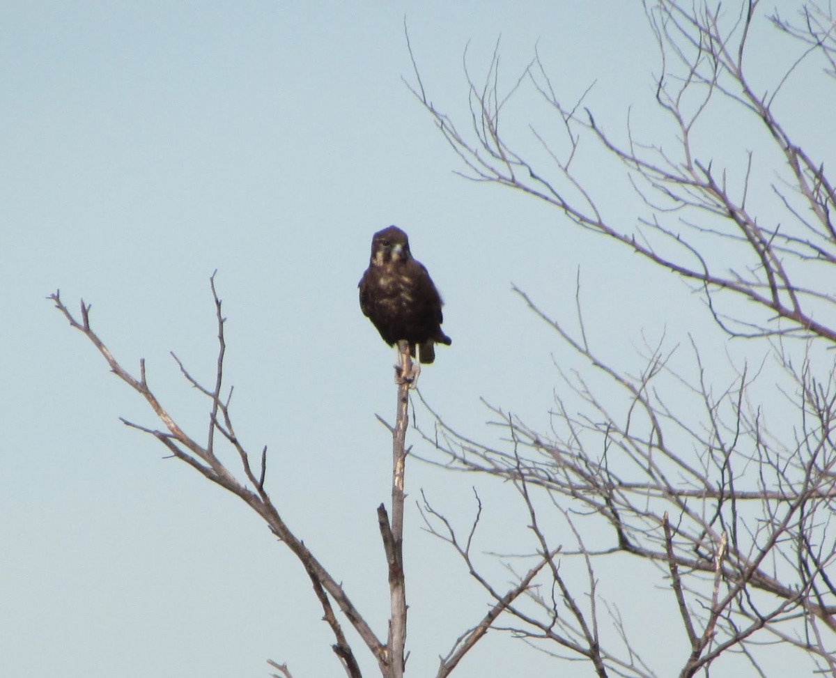 Brown Falcon - Chanith Wijeratne