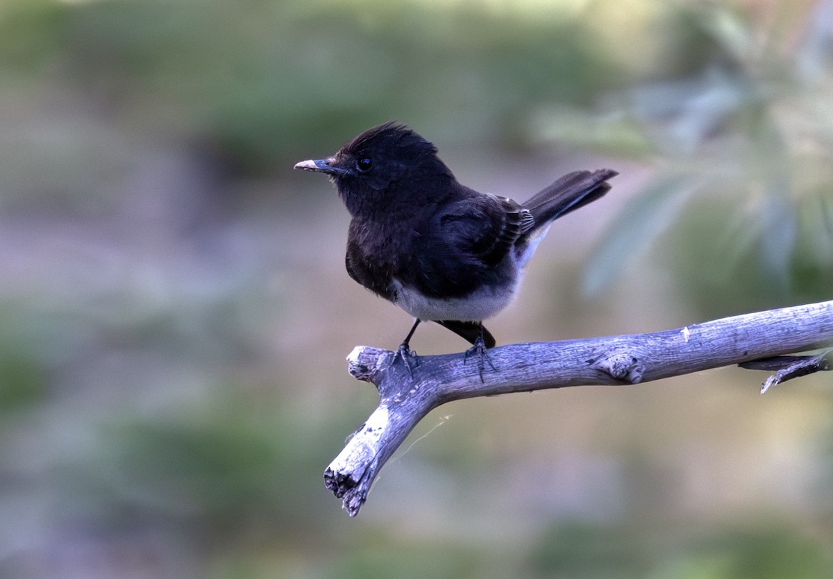 Black Phoebe - terry VP