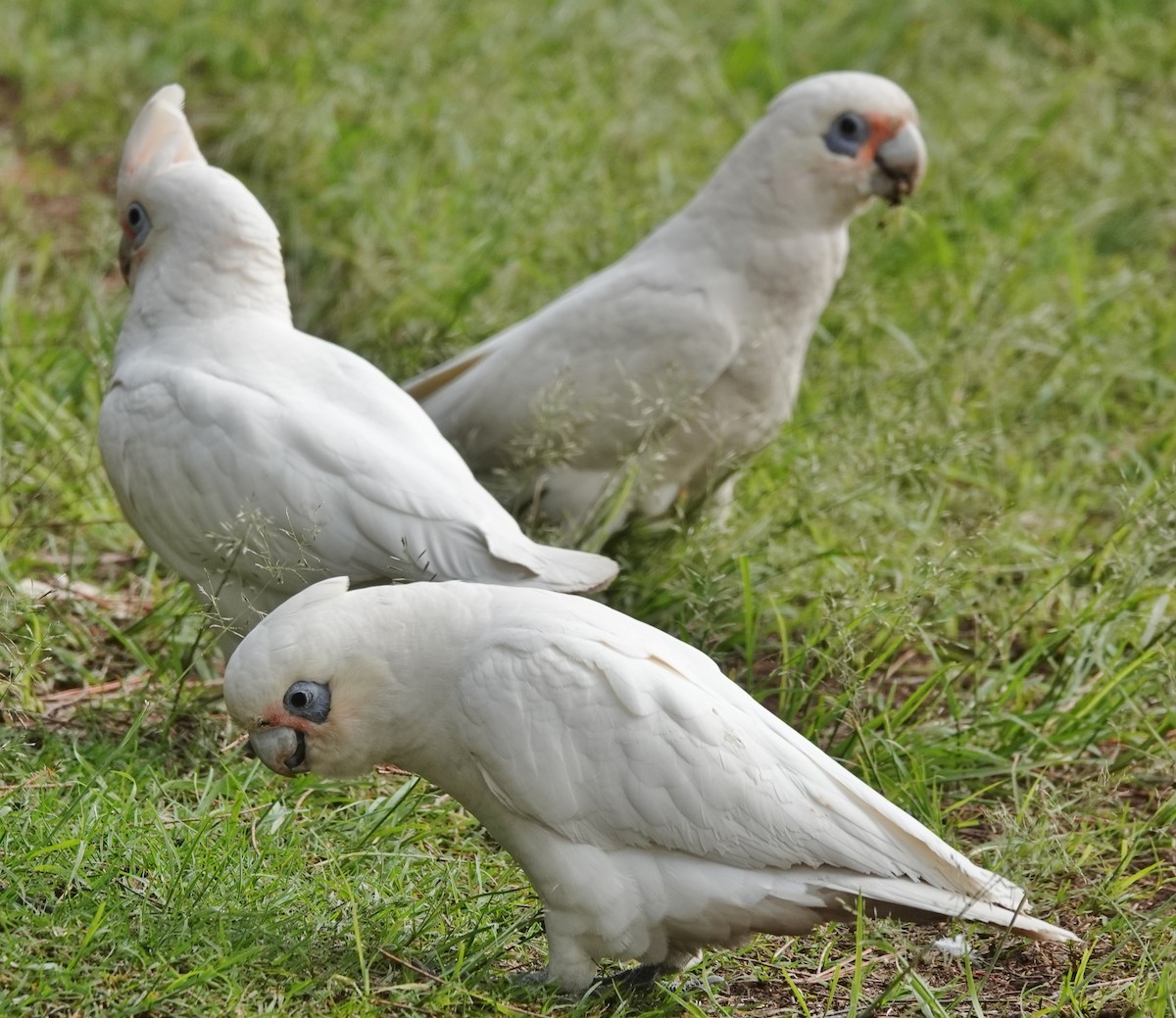 Little Corella - Alan Coates