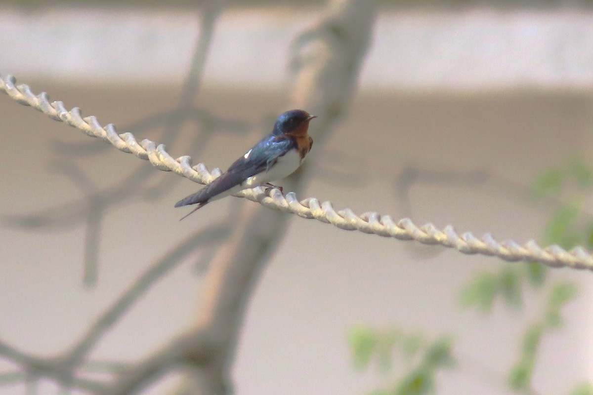 Red-rumped Swallow (West African) - ML619112367