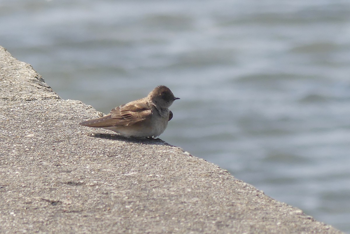 Northern Rough-winged Swallow - Frankie Clark