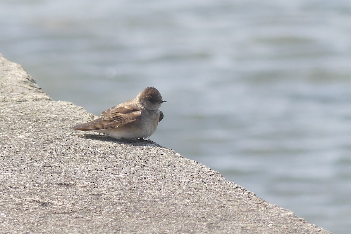 Northern Rough-winged Swallow - Frankie Clark