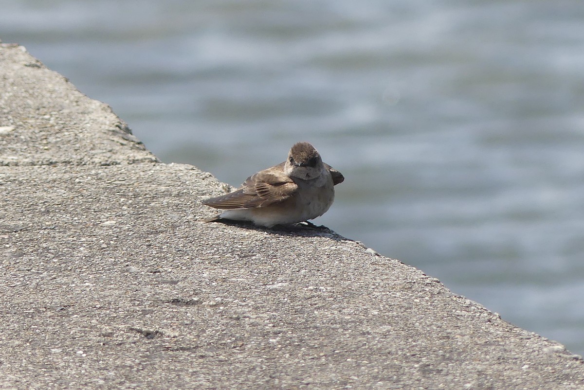 Northern Rough-winged Swallow - Frankie Clark