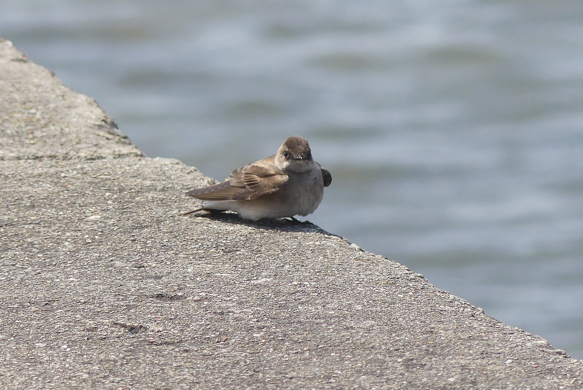 Northern Rough-winged Swallow - Frankie Clark