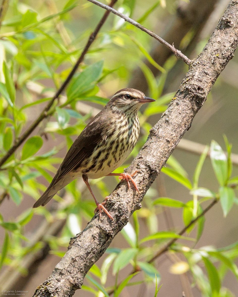 Northern Waterthrush - Pierre Lemieux