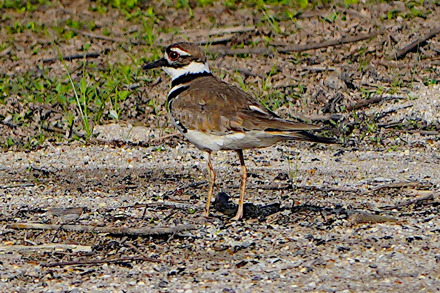 Killdeer - James Bourne