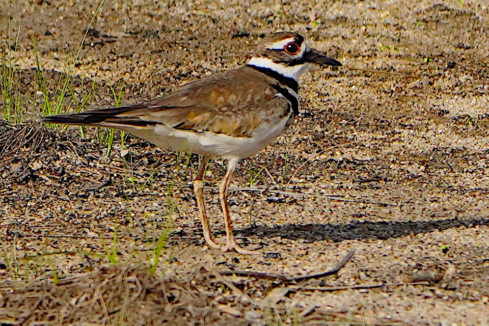 Killdeer - James Bourne