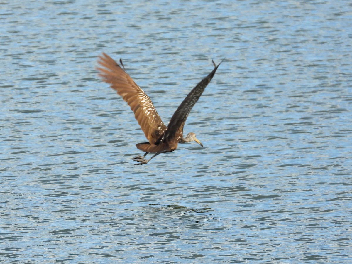 Limpkin - Michael W. Sack