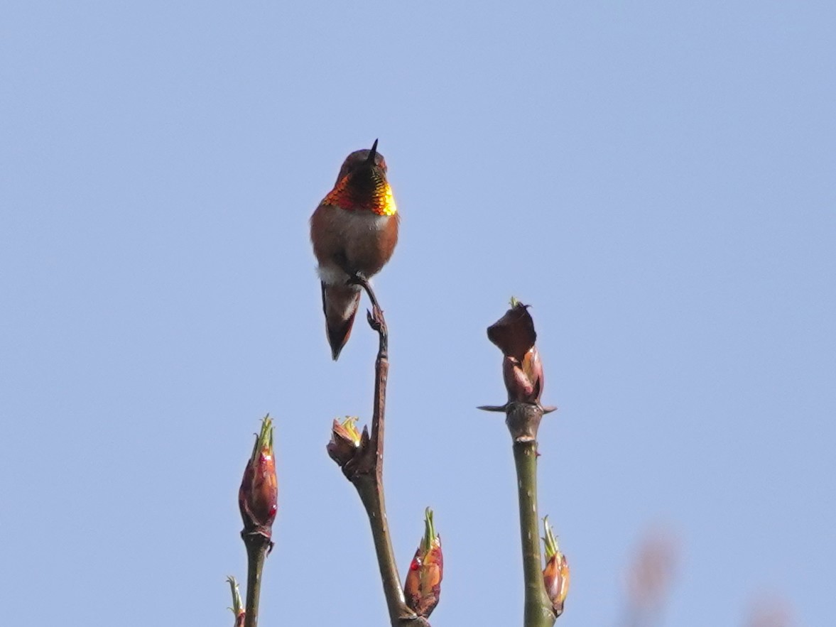 Rufous Hummingbird - Liz Soria