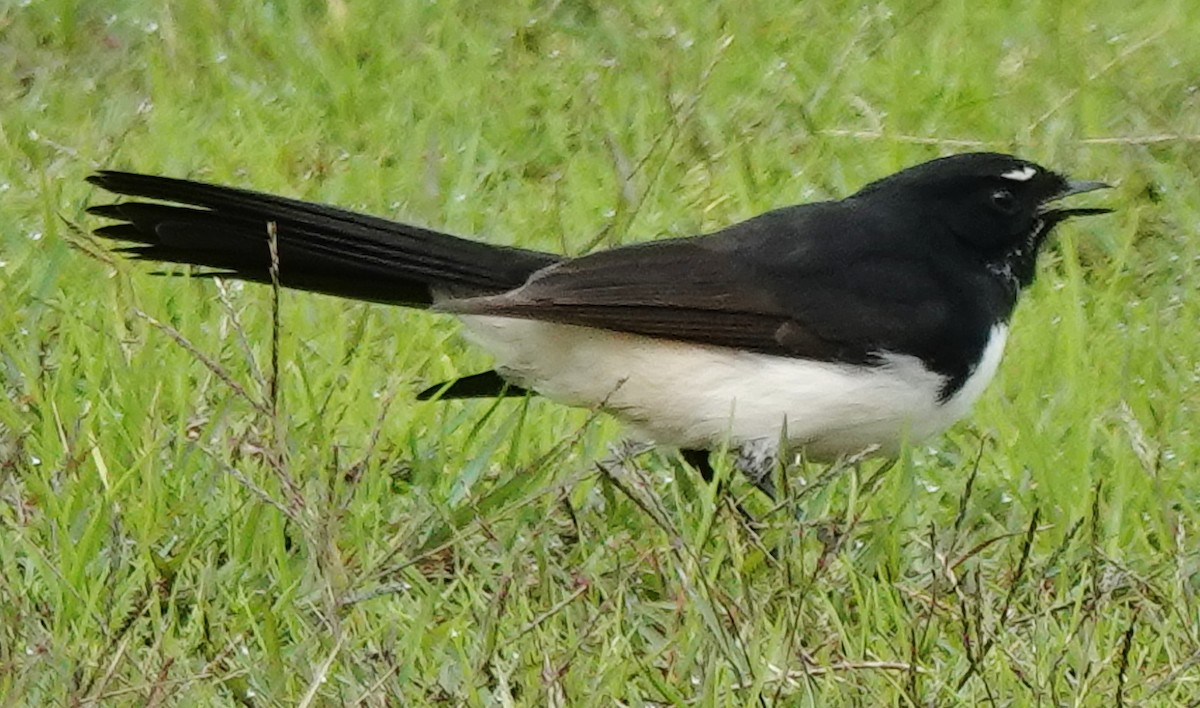 Willie-wagtail - Alan Coates