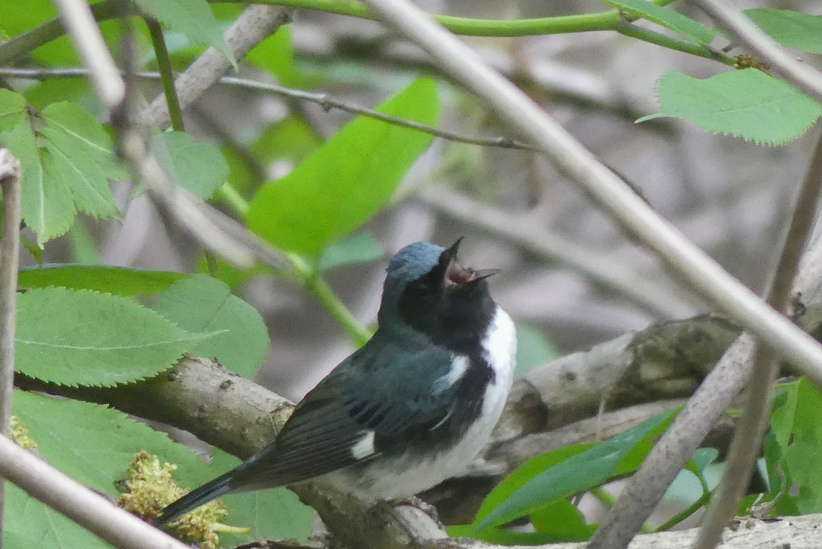 Black-throated Blue Warbler - ML619112438