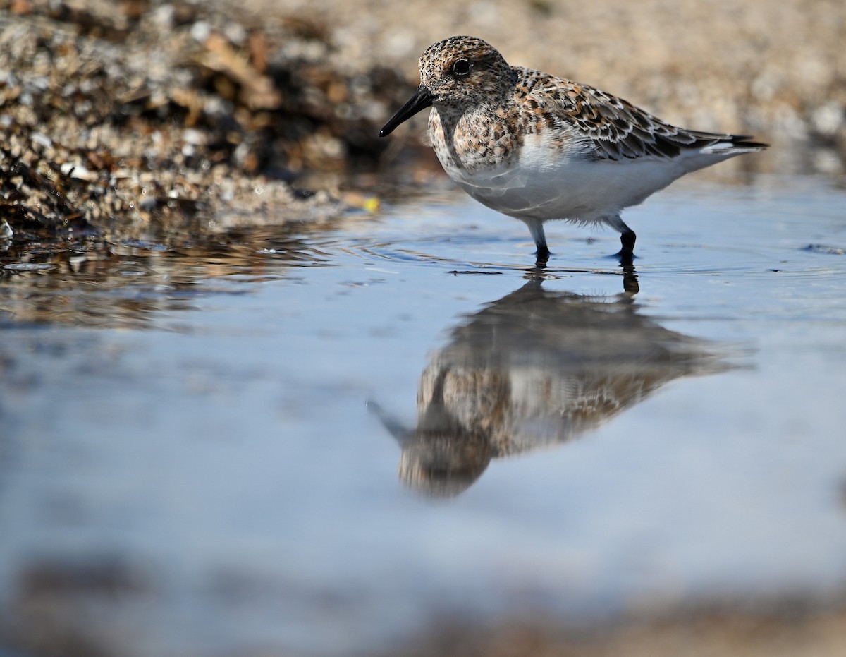 Sanderling - Alecia Gorski