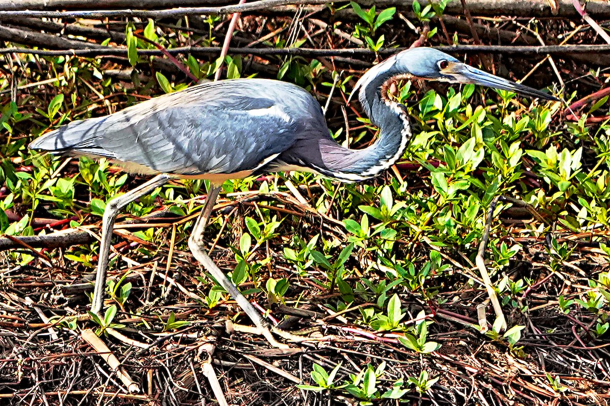 Tricolored Heron - James Bourne