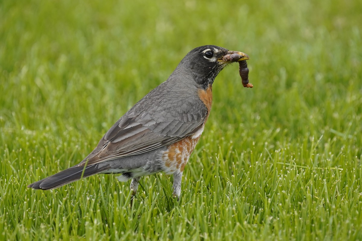 American Robin - Lauren B