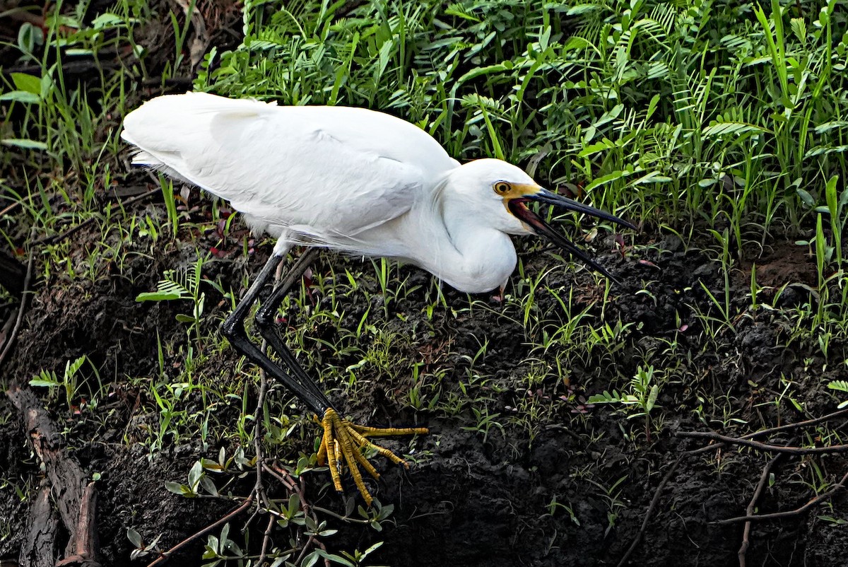 Snowy Egret - James Bourne