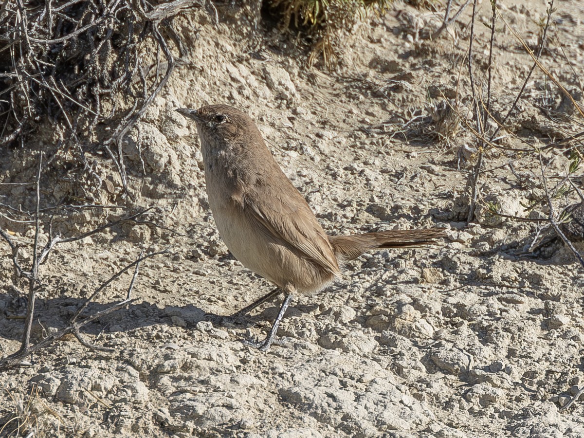 Fahltapaculo - ML619112475