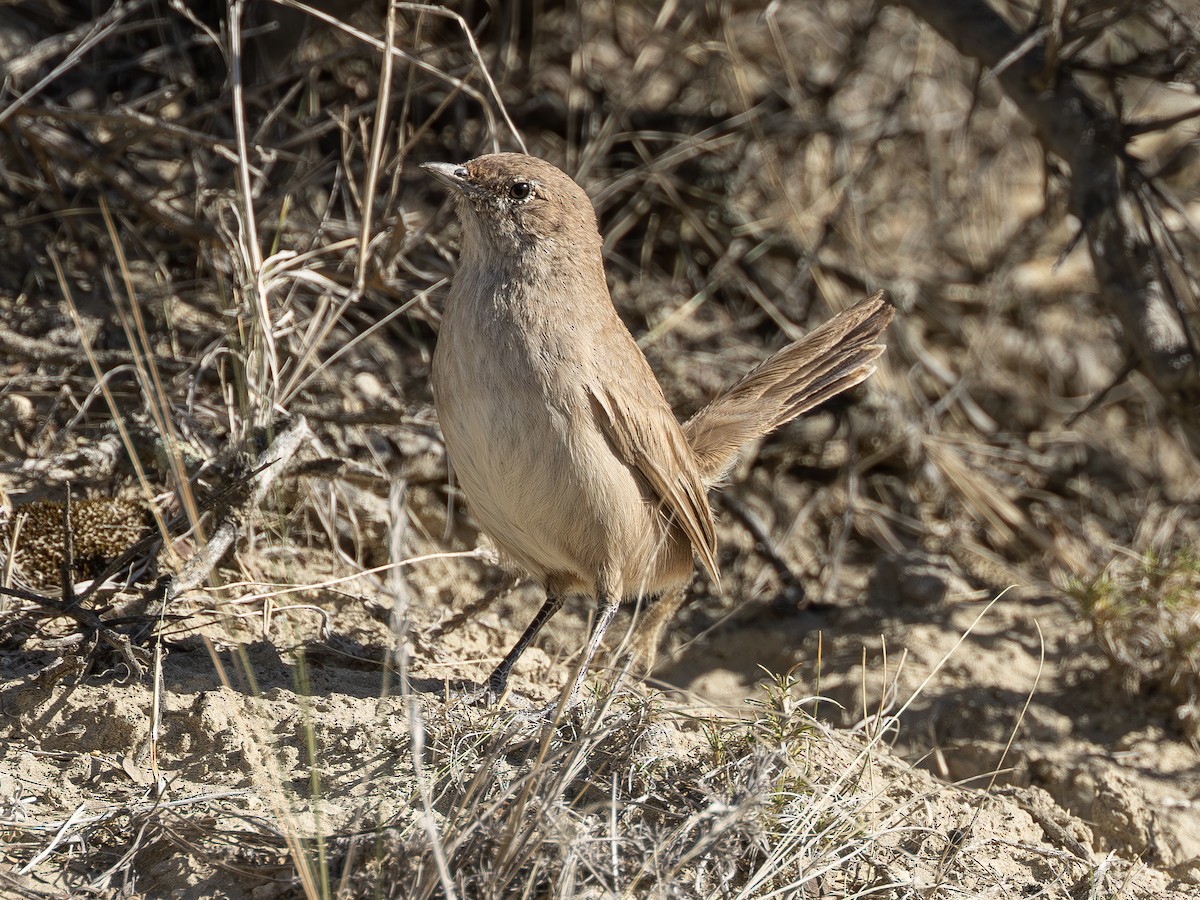 Fahltapaculo - ML619112476