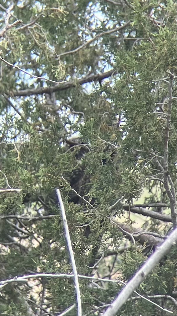 Long-eared Owl - ML619112477