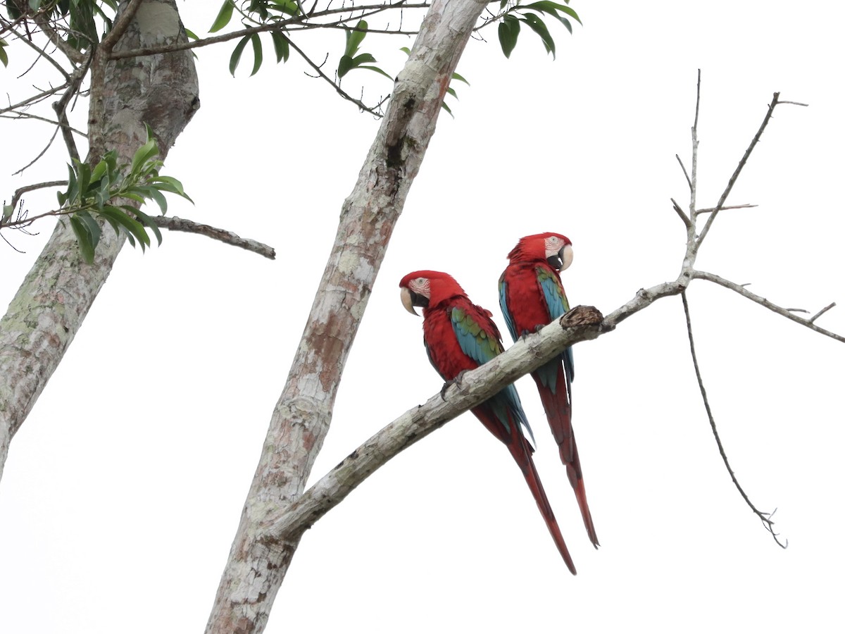 Red-and-green Macaw - Rene sun