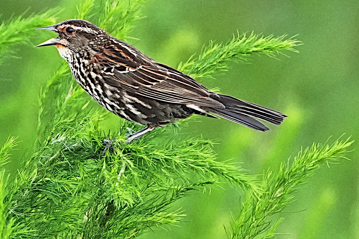 Red-winged Blackbird - James Bourne