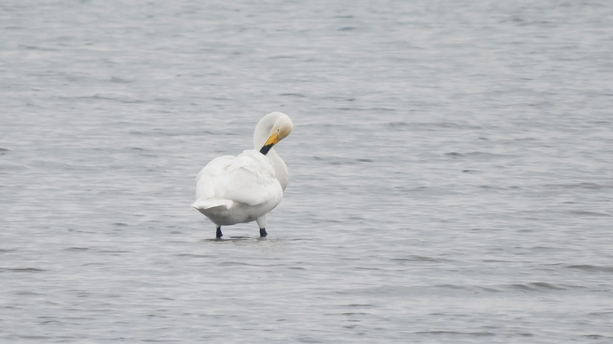 Whooper Swan - Jeremie Berlioux