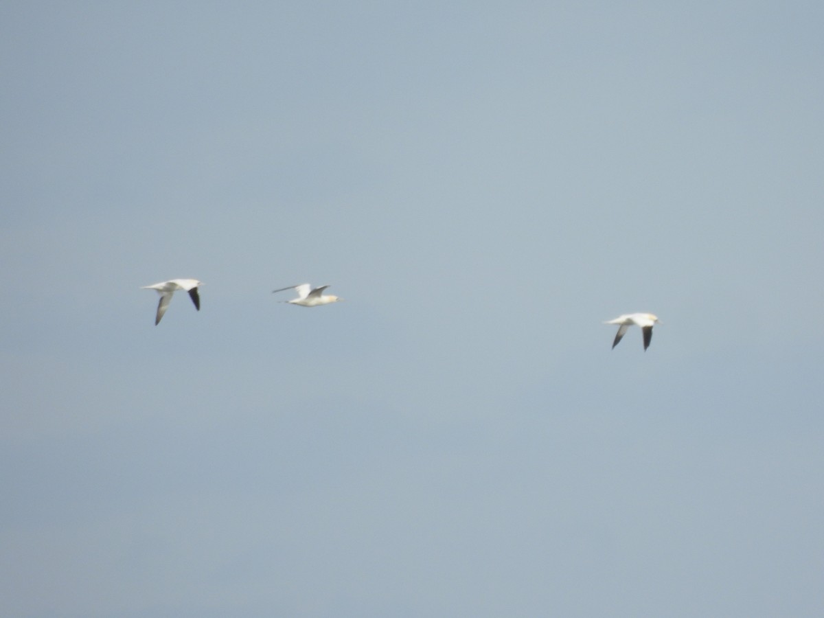 Northern Gannet - Tracee Fugate