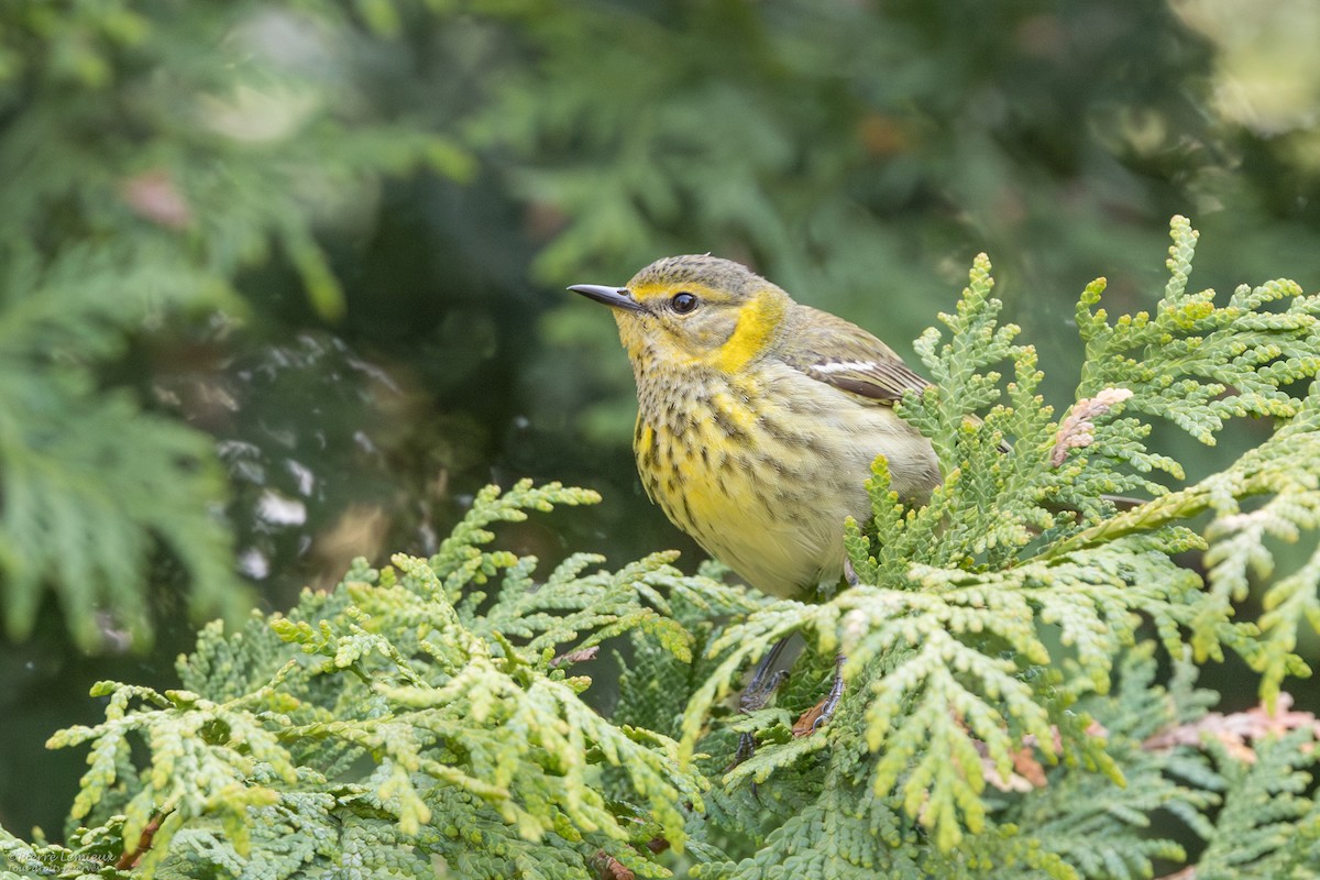 Cape May Warbler - Pierre Lemieux