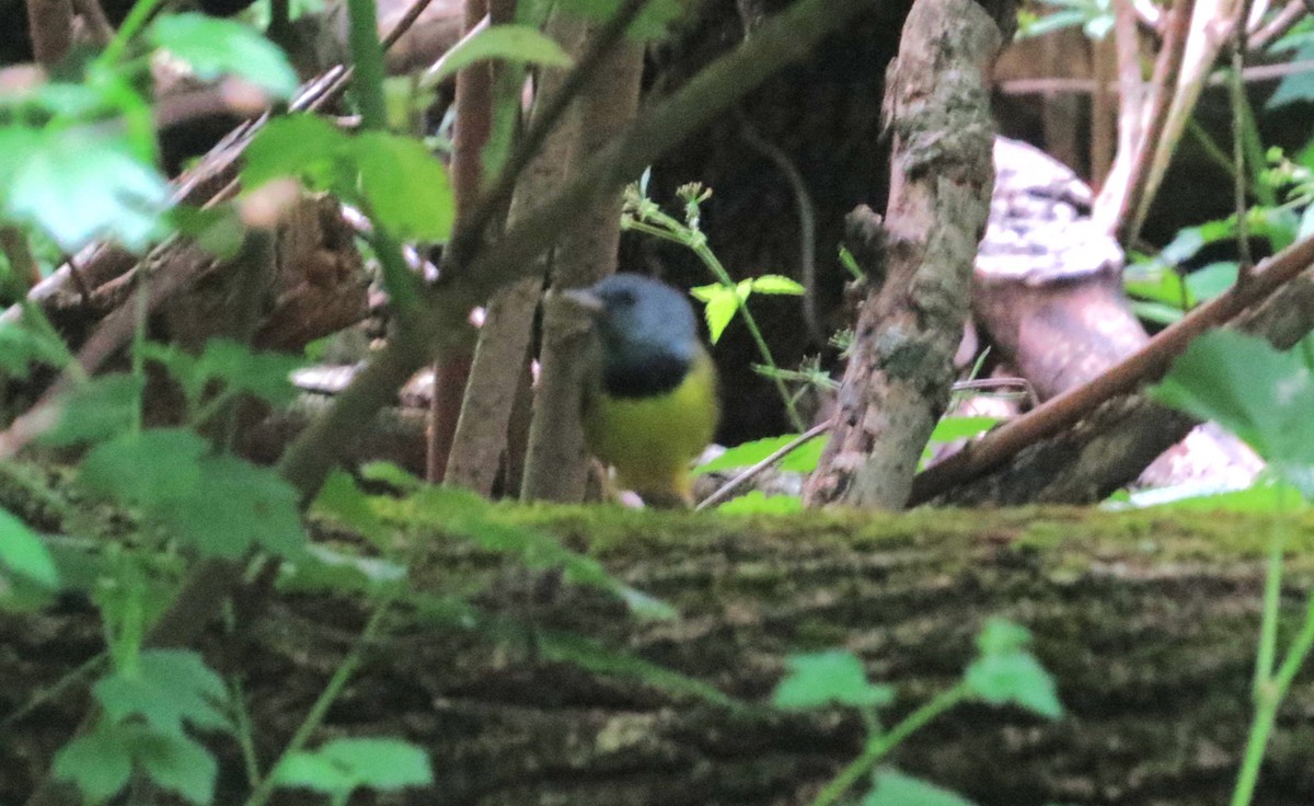 Mourning Warbler - Vivek Govind Kumar