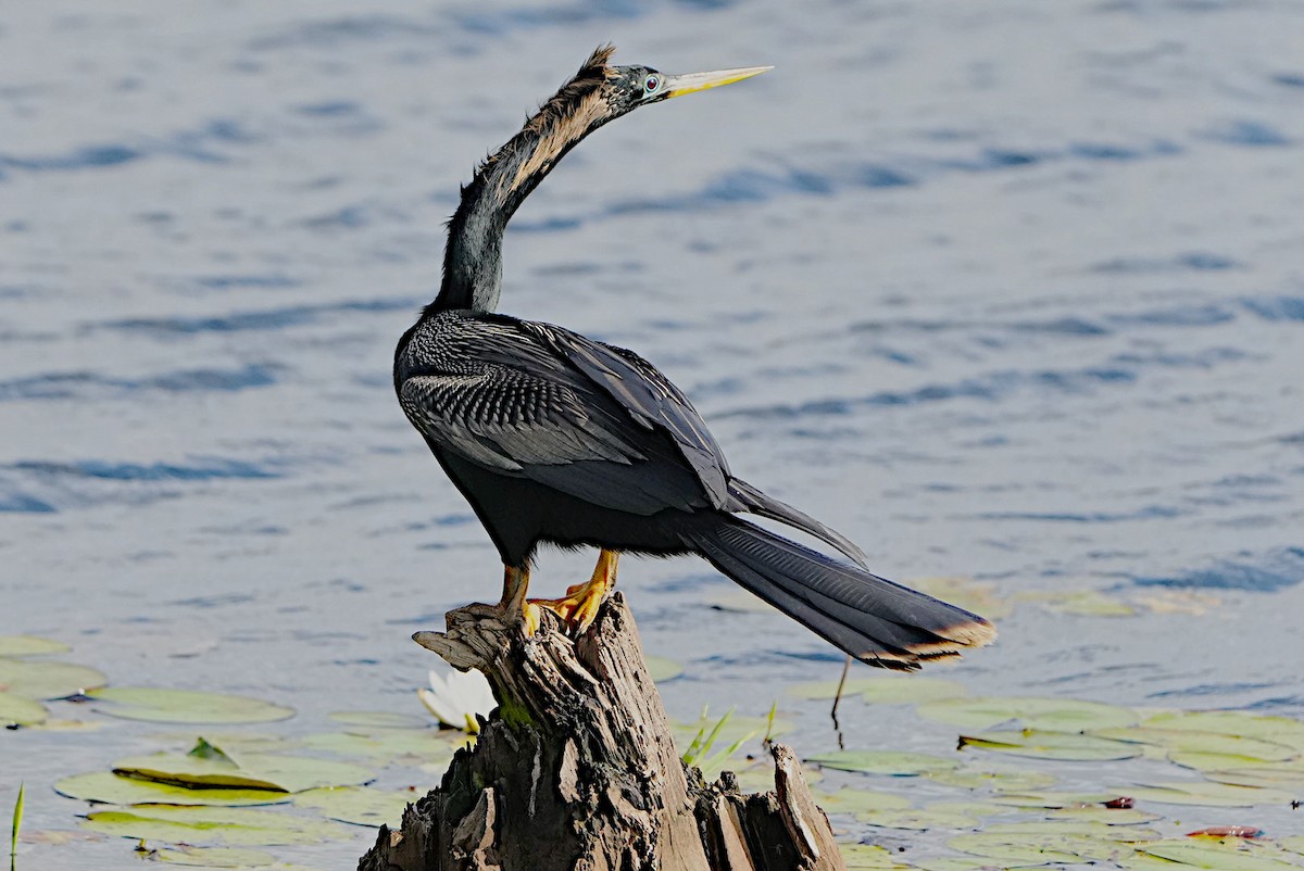 Double-crested Cormorant - James Bourne