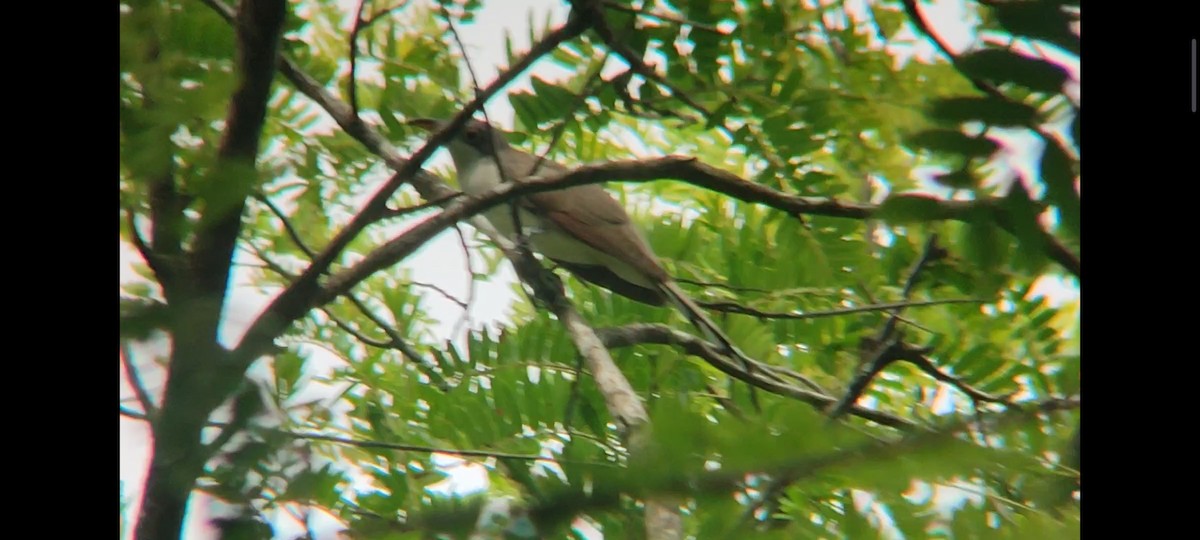 Yellow-billed Cuckoo - ML619112540