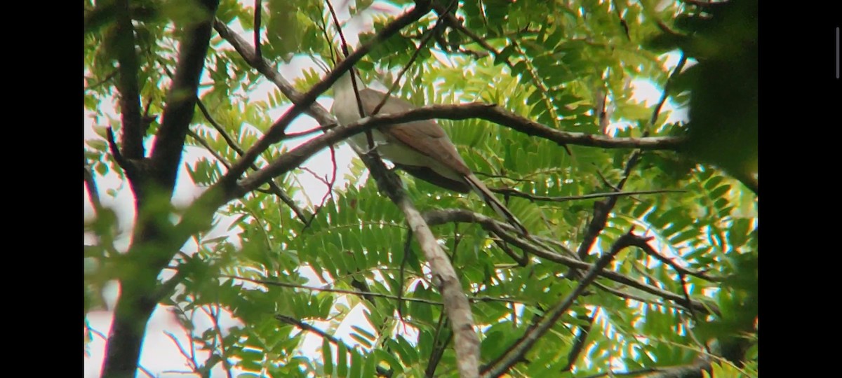 Yellow-billed Cuckoo - Pablo César Calderón Aguirre