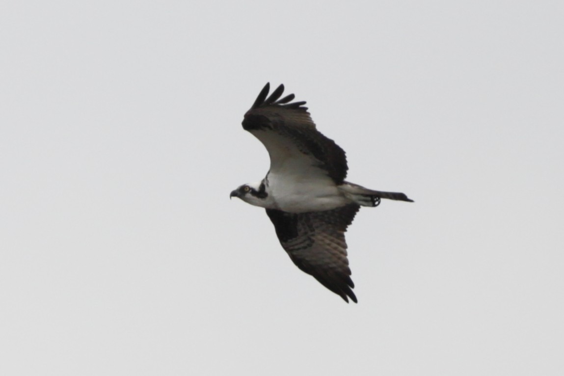 Osprey - Steve McNamara