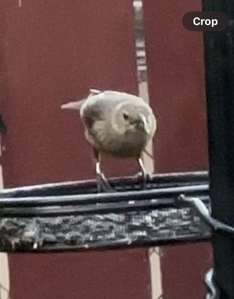 Brown-headed Cowbird - julia yarbough
