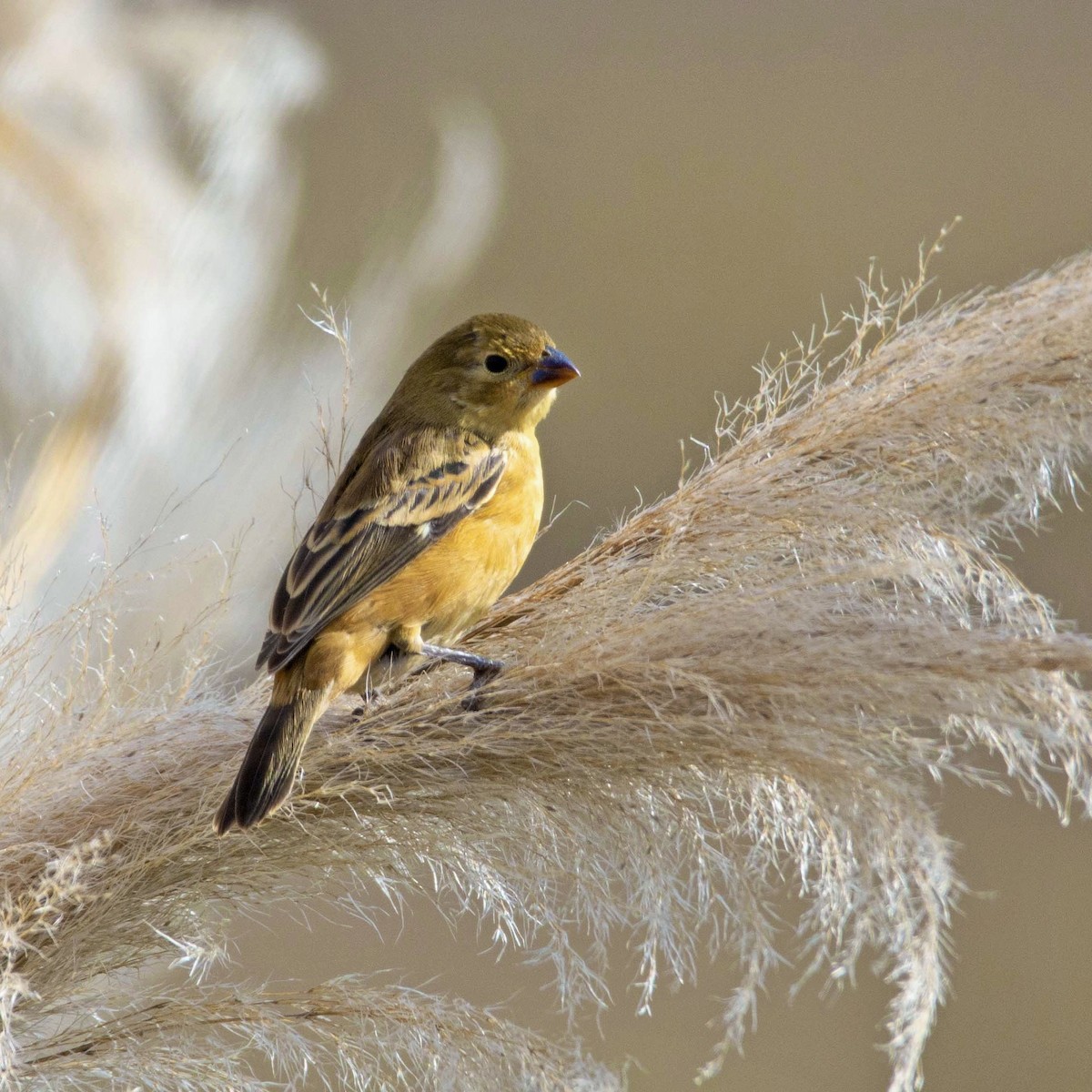 Rusty-collared Seedeater - ML619112555