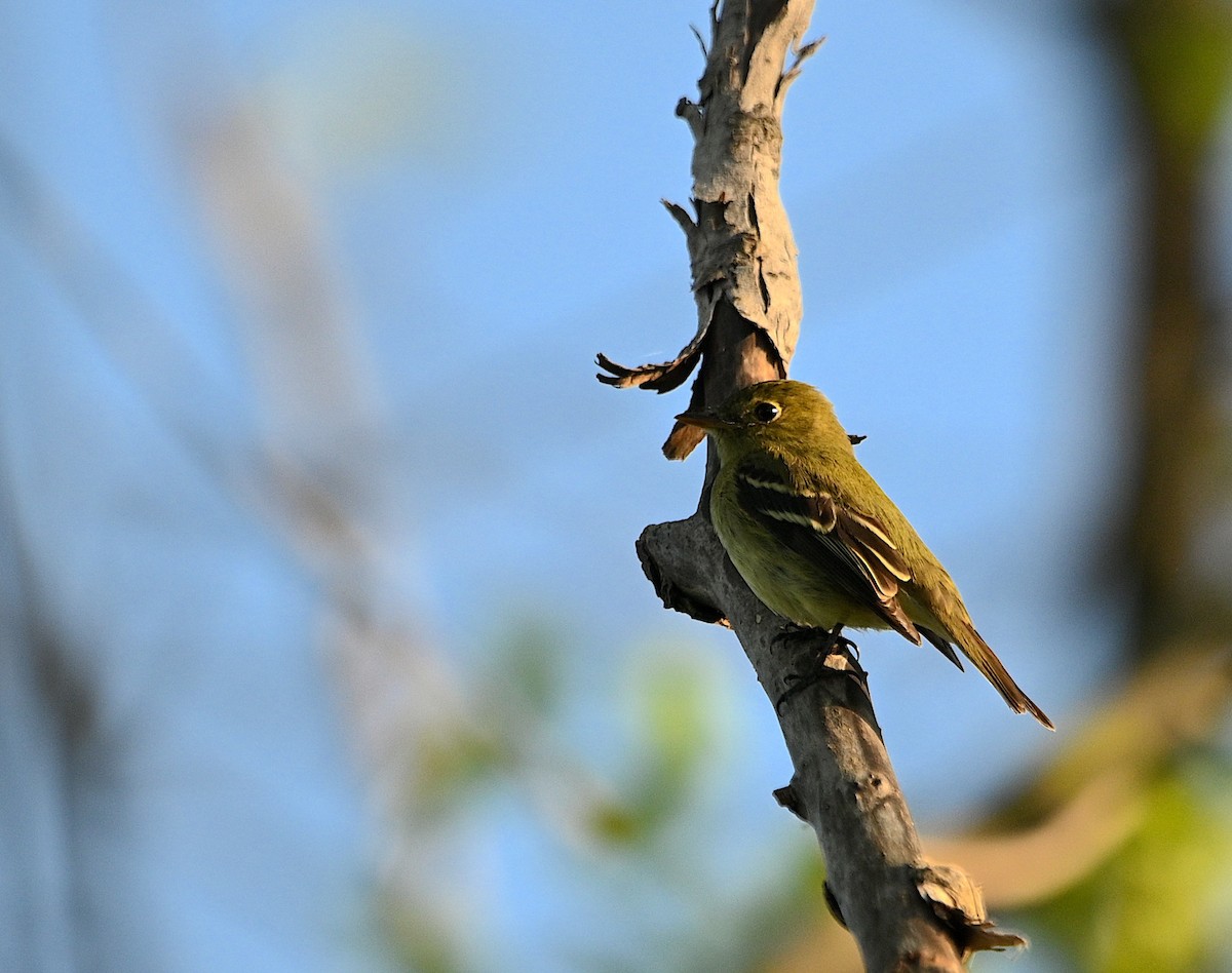 Yellow-bellied Flycatcher - Alecia Gorski