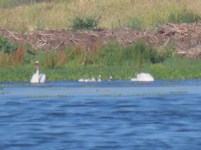 Mute Swan - ML619112558