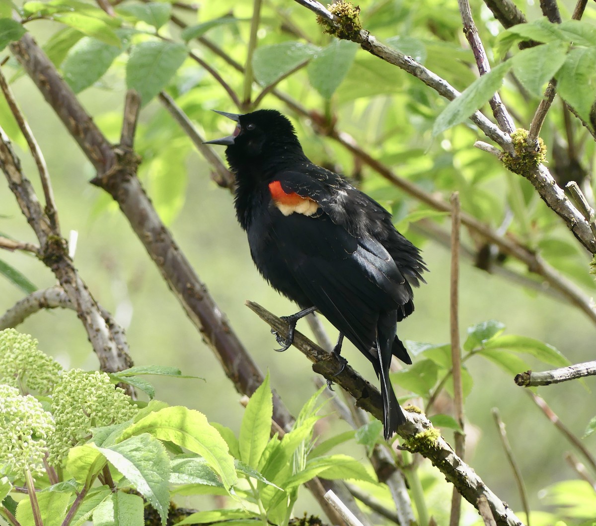 Red-winged Blackbird - Mary McCafferty