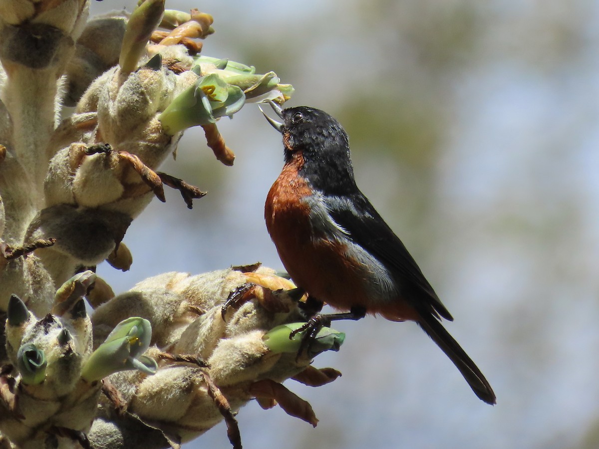 svartstrupeblomsterborer - ML619112568