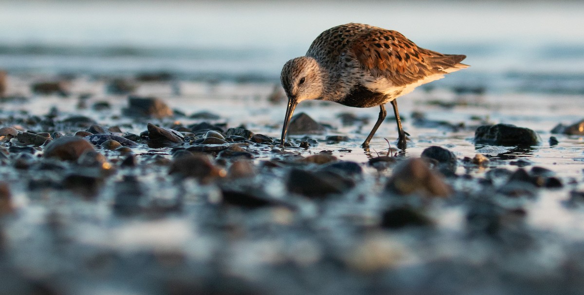 Dunlin - Thomas  Cadilhac