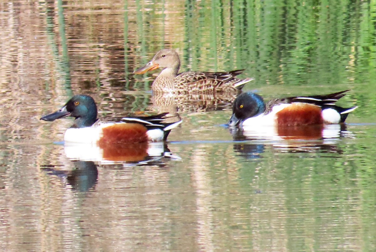 Northern Shoveler - ML619112576