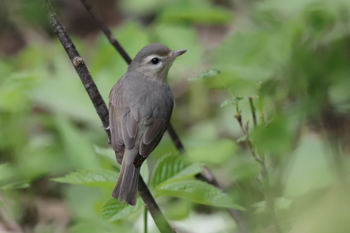 Warbling Vireo - Steve McNamara