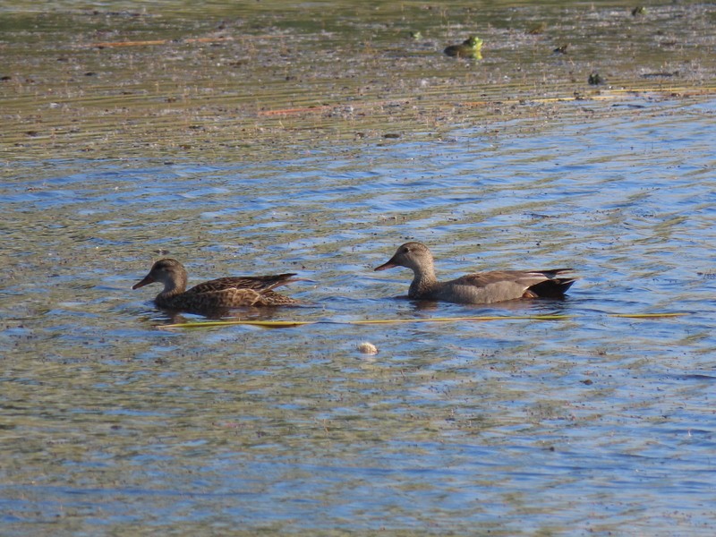 Gadwall - suga moriwaki