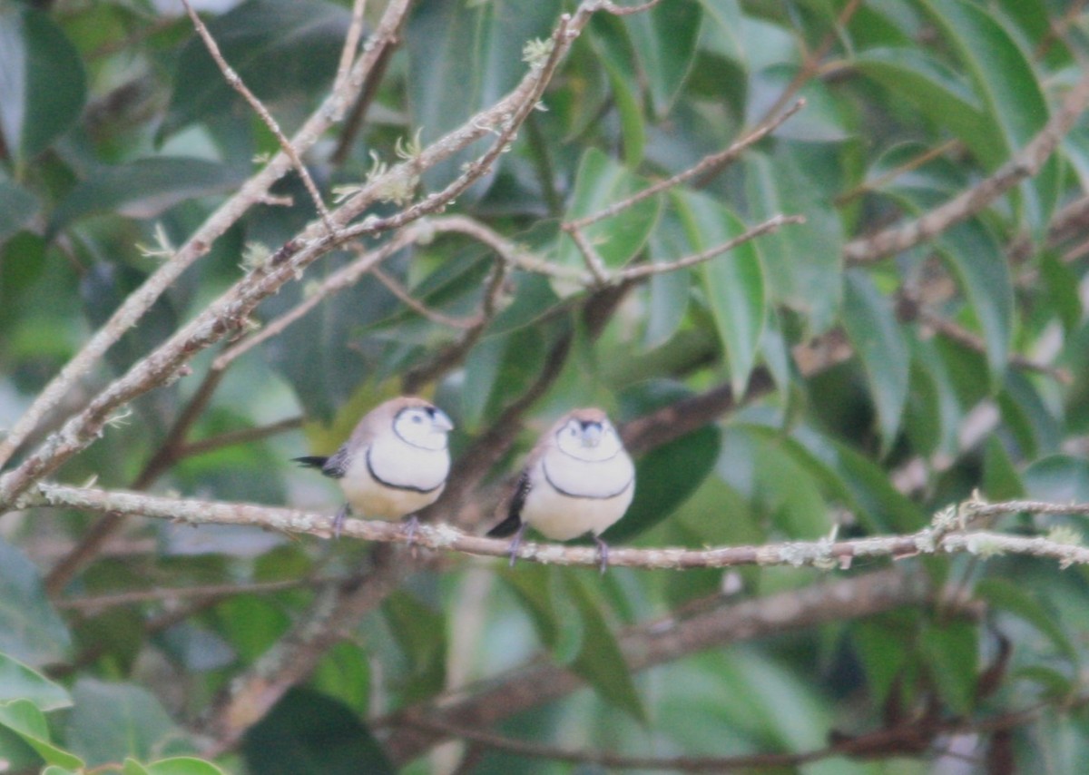 Double-barred Finch - Michael  Willis