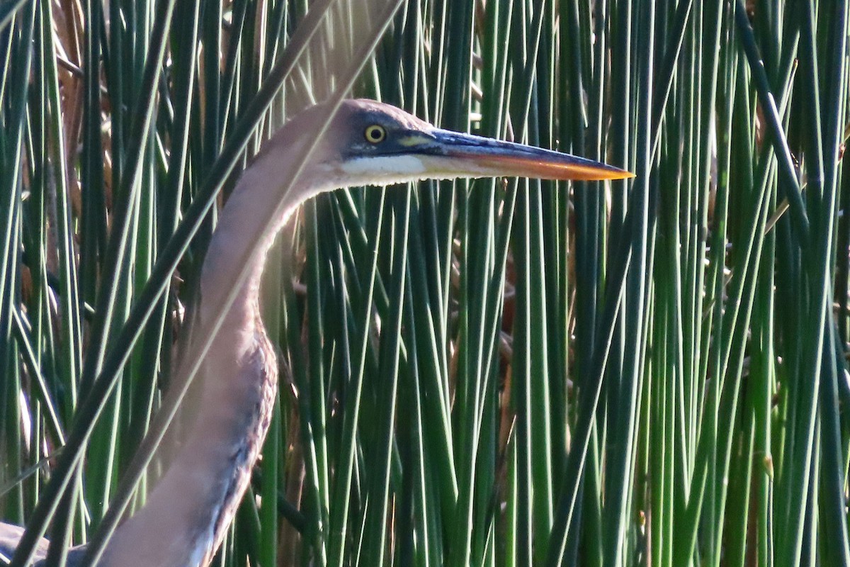 Great Blue Heron - ML619112596