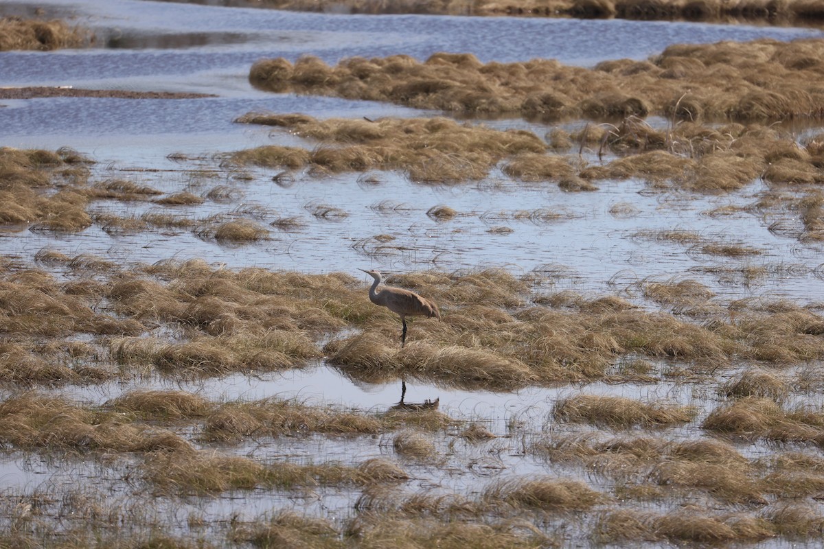 Sandhill Crane - ML619112598