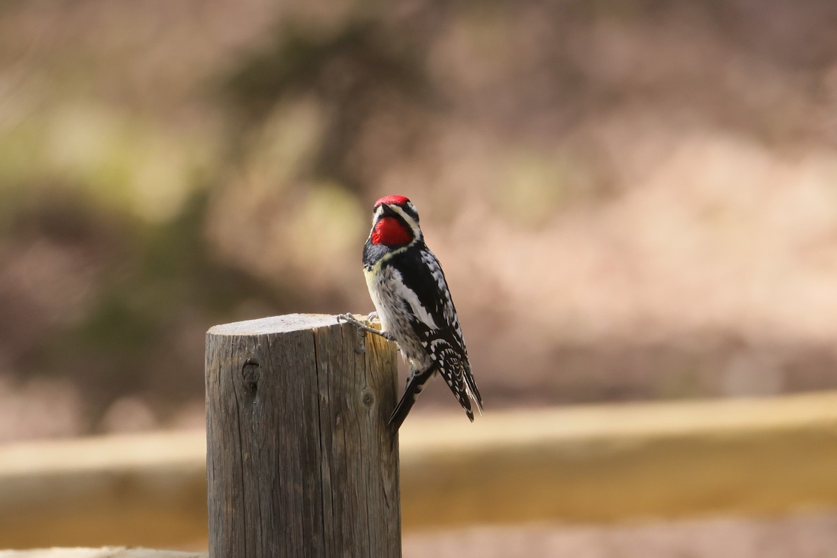 Yellow-bellied Sapsucker - Allan Williams